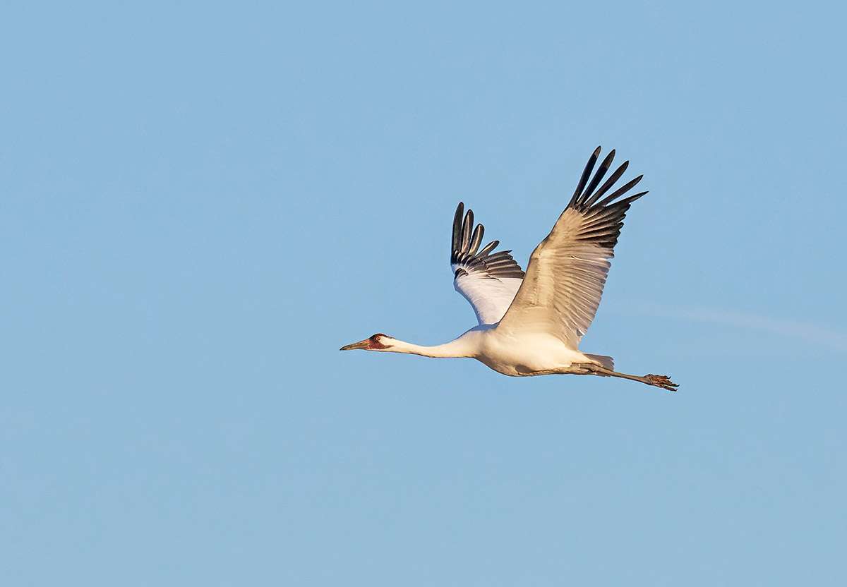 Whooping crane in flight