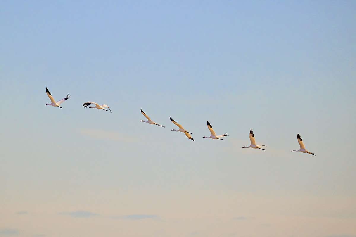 Whooping cranes, Saskatchewan.