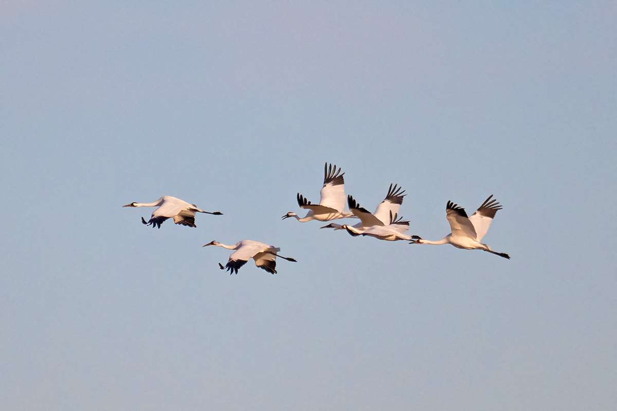Whooping cranes, Saskatchewan.