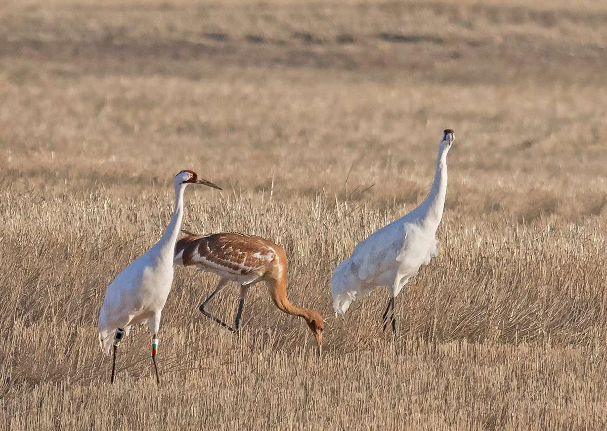 Whooping cranes, Saskatchewan.