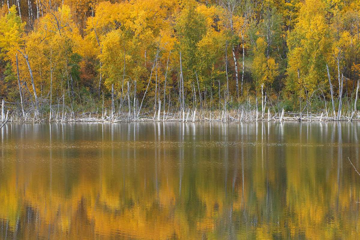 Aspen forest reflection.