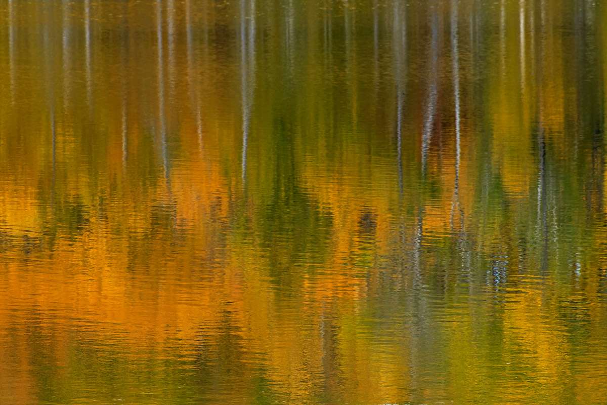 Forest reflection.