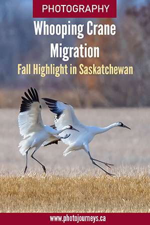 PIN for Photographing Whooping Cranes in Saskatchewan on Photojourneys.ca